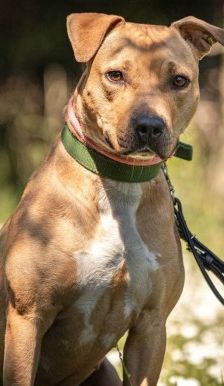 Diva – Am. Staff-Mix, Weibchen, 1 Jahr 7 Monate, 70195 Stuttgart-Botnang – Foto 1