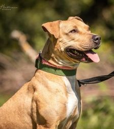 Diva – Am. Staff-Mix, Weibchen, 1 Jahr 7 Monate, 70195 Stuttgart-Botnang – Foto 2