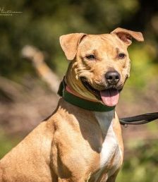 Diva – Am. Staff-Mix, Weibchen, 1 Jahr 7 Monate, 70195 Stuttgart-Botnang – Foto 3