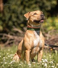 Diva – Am. Staff-Mix, Weibchen, 1 Jahr 7 Monate, 70195 Stuttgart-Botnang – Foto 4
