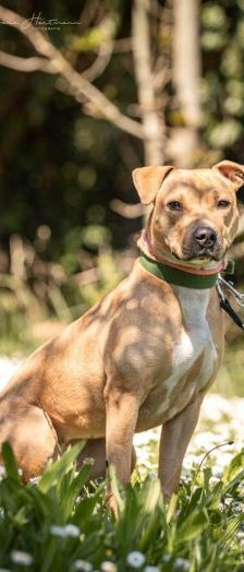 Diva – Am. Staff-Mix, Weibchen, 1 Jahr 7 Monate, 70195 Stuttgart-Botnang – Foto 5