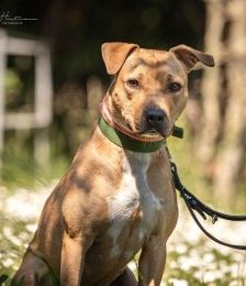 Diva – Am. Staff-Mix, Weibchen, 1 Jahr 7 Monate, 70195 Stuttgart-Botnang – Foto 6