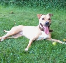 Diva – Am. Staff-Mix, Weibchen, 1 Jahr 7 Monate, 70195 Stuttgart-Botnang – Foto 7