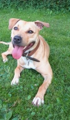 Diva – Am. Staff-Mix, Weibchen, 1 Jahr 7 Monate, 70195 Stuttgart-Botnang – Foto 8