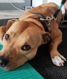 Diva – Am. Staff-Mix, Weibchen, 1 Jahr 7 Monate, 70195 Stuttgart-Botnang – Foto 9