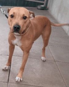 Diva – Am. Staff-Mix, Weibchen, 1 Jahr 7 Monate, 70195 Stuttgart-Botnang – Foto 10