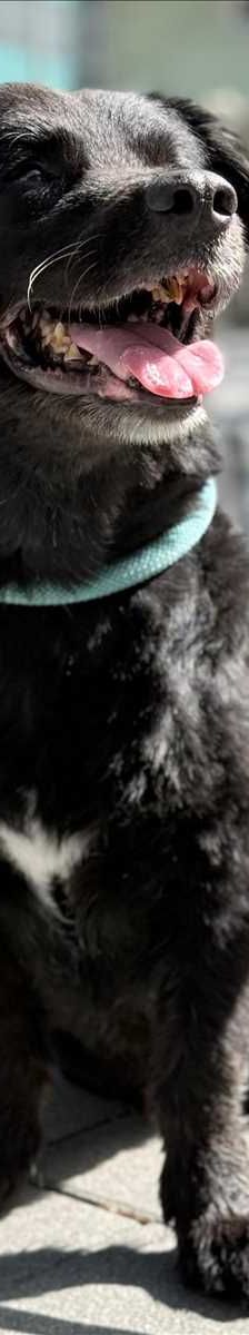 TEDDY – Mix, Männchen, 7 Jahre 5 Monate, 81829 München – Foto 1