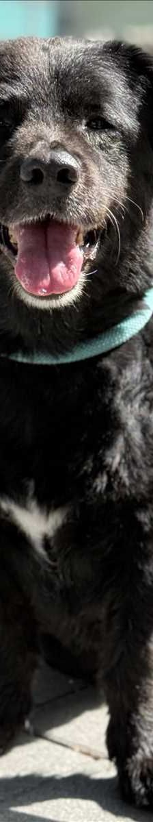 TEDDY – Mix, Männchen, 7 Jahre 5 Monate, 81829 München – Foto 3