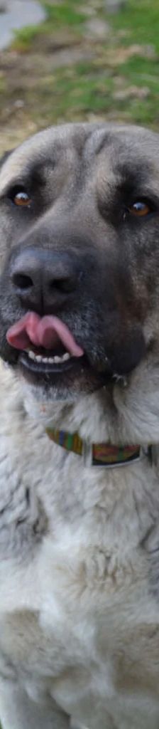 Bo – Kangal, Männchen, 5 Jahre, 13057 Berlin – Foto 1
