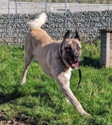 Bo – Kangal, Männchen, 5 Jahre, 13057 Berlin – Foto 2