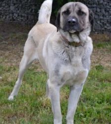 Bo – Kangal, Männchen, 5 Jahre, 13057 Berlin – Foto 3