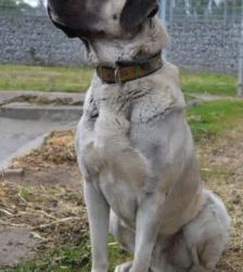 Bo – Kangal, Männchen, 5 Jahre, 13057 Berlin – Foto 4