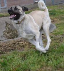 Bo – Kangal, Männchen, 5 Jahre, 13057 Berlin – Foto 5
