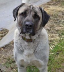 Bo – Kangal, Männchen, 5 Jahre, 13057 Berlin – Foto 6