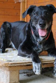 Neo – Labradormischling, Männchen, 10 Jahre, 97074 Würzburg – Foto 1