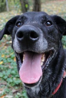 Neo – Labradormischling, Männchen, 10 Jahre, 97074 Würzburg – Foto 7