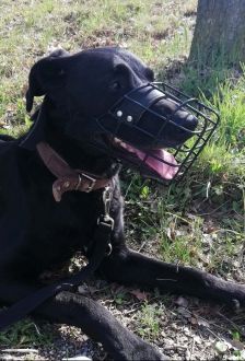 Neo – Labradormischling, Männchen, 10 Jahre, 97074 Würzburg – Foto 8