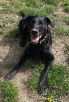 Neo – Labradormischling, Männchen, 10 Jahre, 97074 Würzburg – Foto 9