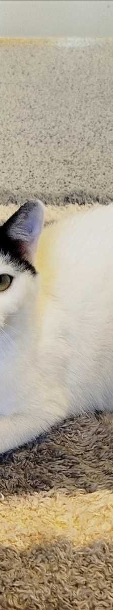 NALA – Europäisch Kurzhaar, Weibchen, 1 Jahr, 81829 München – Foto 1