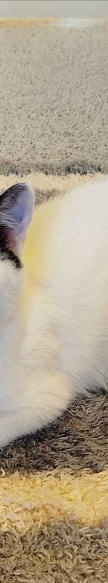 NALA – Europäisch Kurzhaar, Weibchen, 1 Jahr, 81829 München – Foto 2