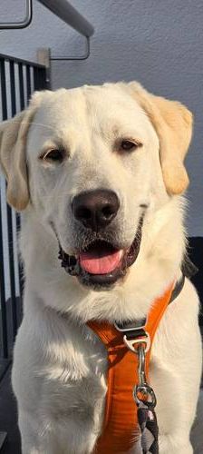 Marlon – Labrador-Maremmano-Mischling, Männchen, 5 Monate, 65520 Bad Camberg – Foto 1