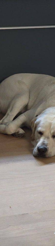 Marlon – Labrador-Maremmano-Mischling, Männchen, 5 Monate, 65520 Bad Camberg – Foto 2