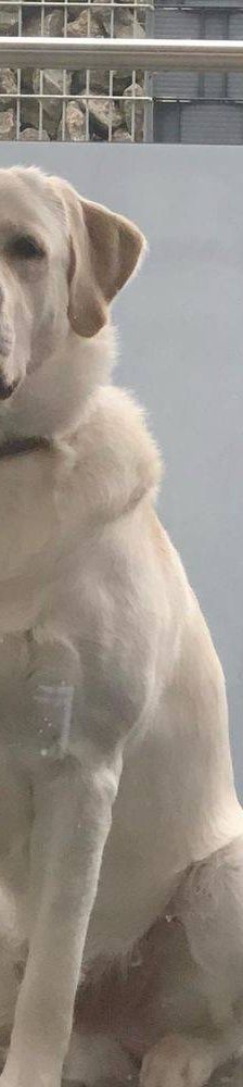 Marlon – Labrador-Maremmano-Mischling, Männchen, 5 Monate, 65520 Bad Camberg – Foto 11
