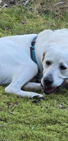 Marlon – Labrador-Maremmano-Mischling, Männchen, 5 Monate, 65520 Bad Camberg – Foto 13