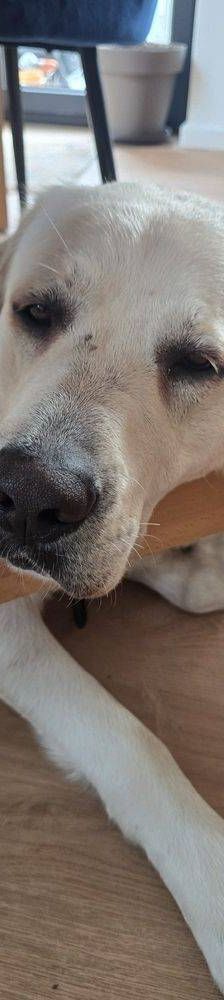 Marlon – Labrador-Maremmano-Mischling, Männchen, 5 Monate, 65520 Bad Camberg – Foto 14