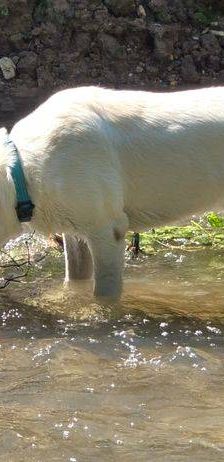 Marlon – Labrador-Maremmano-Mischling, Männchen, 5 Monate, 65520 Bad Camberg – Foto 15