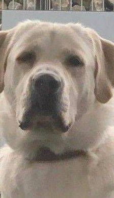 Marlon – Labrador-Maremmano-Mischling, Männchen, 5 Monate, 65520 Bad Camberg – Foto 18