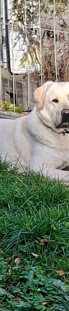 Marlon – Labrador-Maremmano-Mischling, Männchen, 5 Monate, 65520 Bad Camberg – Foto 20