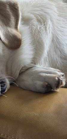Marlon – Labrador-Maremmano-Mischling, Männchen, 5 Monate, 65520 Bad Camberg – Foto 3
