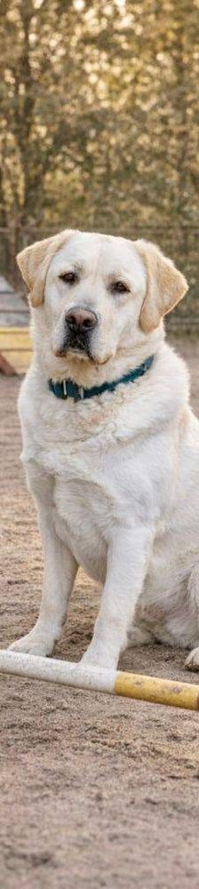 Marlon – Labrador-Maremmano-Mischling, Männchen, 5 Monate, 65520 Bad Camberg – Foto 21