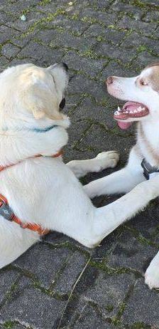 Marlon – Labrador-Maremmano-Mischling, Männchen, 5 Monate, 65520 Bad Camberg – Foto 5