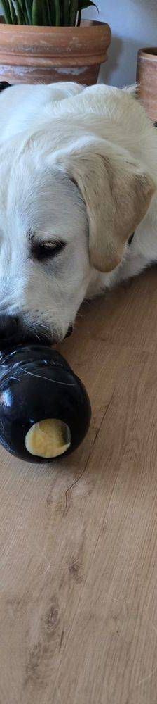 Marlon – Labrador-Maremmano-Mischling, Männchen, 5 Monate, 65520 Bad Camberg – Foto 6