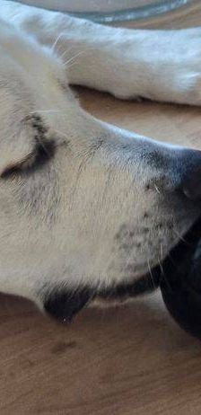 Marlon – Labrador-Maremmano-Mischling, Männchen, 5 Monate, 65520 Bad Camberg – Foto 7