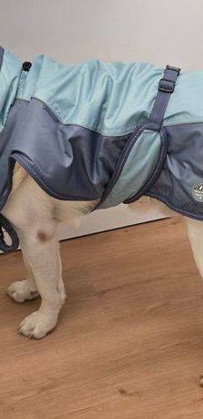 Marlon – Labrador-Maremmano-Mischling, Männchen, 5 Monate, 65520 Bad Camberg – Foto 9