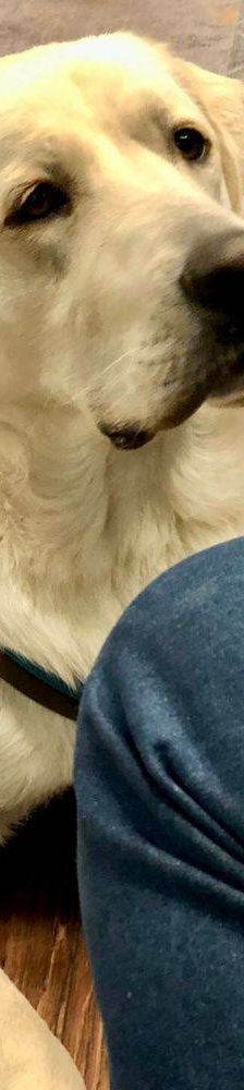 Marlon – Labrador-Maremmano-Mischling, Männchen, 5 Monate, 65520 Bad Camberg – Foto 10