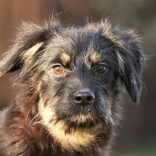 Maroni – Mischling, Weibchen, 5 Monate, 90537 Feucht – Foto 1
