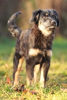 Maroni – Mischling, Weibchen, 5 Monate, 90537 Feucht – Foto 2