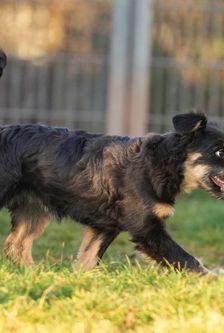Maroni – Mischling, Weibchen, 5 Monate, 90537 Feucht – Foto 3