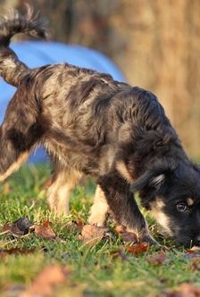 Maroni – Mischling, Weibchen, 5 Monate, 90537 Feucht – Foto 4