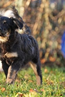 Maroni – Mischling, Weibchen, 5 Monate, 90537 Feucht – Foto 5