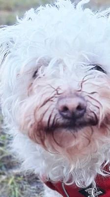 Toto – Bolonka-Mix, Männchen, 9 Jahre 5 Monate, 13057 Berlin – Foto 1