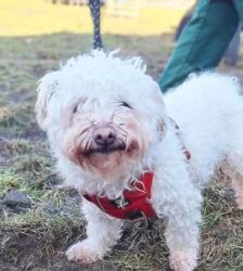 Toto – Bolonka-Mix, Männchen, 9 Jahre 5 Monate, 13057 Berlin – Foto 2