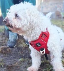 Toto – Bolonka-Mix, Männchen, 9 Jahre 5 Monate, 13057 Berlin – Foto 3