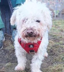 Toto – Bolonka-Mix, Männchen, 9 Jahre 5 Monate, 13057 Berlin – Foto 4
