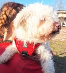 Toto – Bolonka-Mix, Männchen, 9 Jahre 5 Monate, 13057 Berlin – Foto 5
