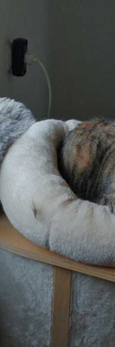 Dani – EKH, Weibchen, 2 Jahre, 82031 Grünwald – Foto 7